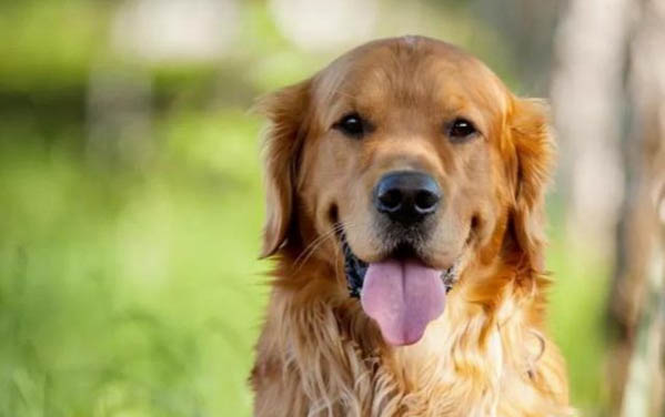 金毛犬和贵宾犬哪个贵