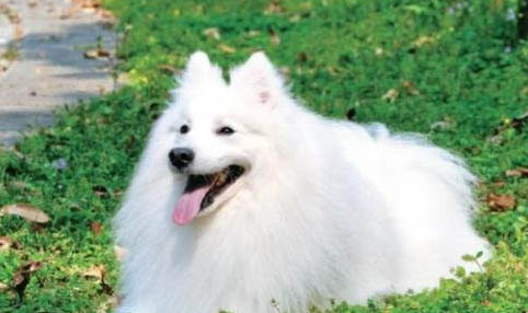 银狐犬和萨摩耶的区别有哪些