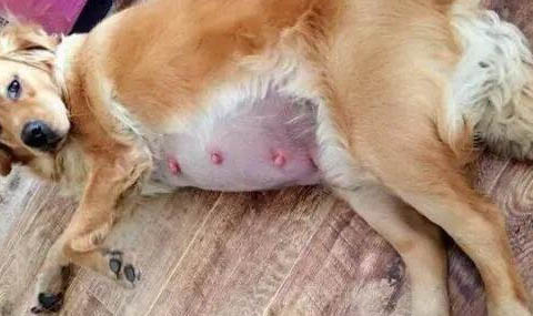 狗狗得了肺炎可以治好吗?
