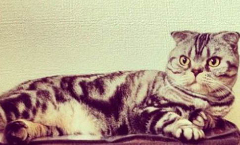 猫耳朵怎么清理?