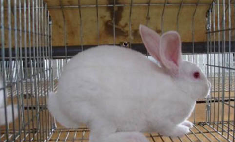 兔子缺维生素有什么症状