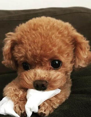纯种黑色泰迪犬多少钱一只
