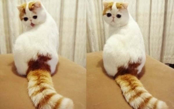 猫咪耳朵里有黑的东西怎么办