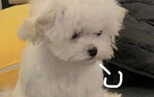 狗狗胰腺炎食谱大全