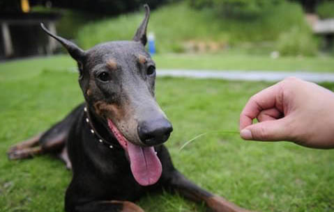 拳师犬与杜宾哪个好