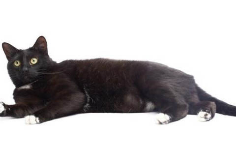 猫咪肚子一直叫是什么原因
