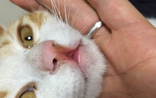 小猫咪耳朵里面很脏是什么原因