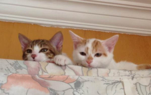 兰花对猫咪有没有影响