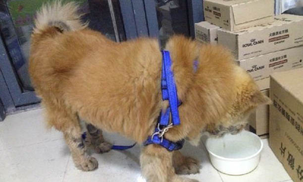 狗中毒了后腿起不来了
