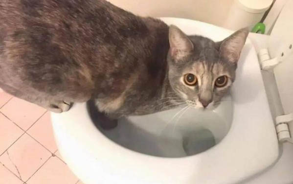 小猫舔人是什么意思?小猫表达想法的其他肢体动作有哪些?