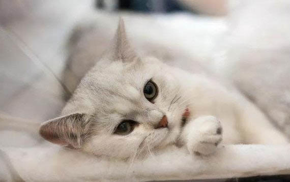 怎么可以让猫咪拉屎不臭