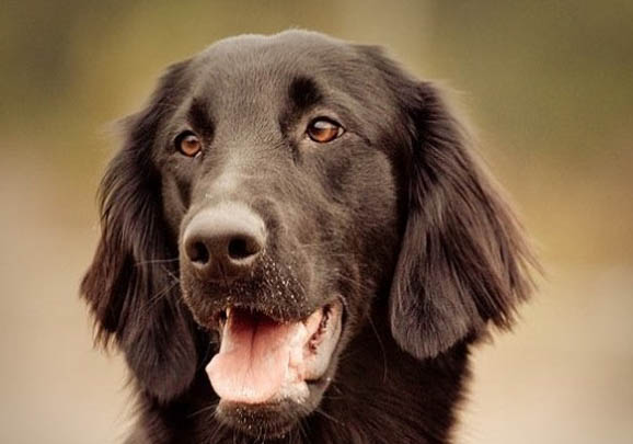 维希拉猎犬突然在家乱拉尿