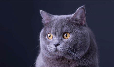 怎么判断英短蓝猫是不是纯种的