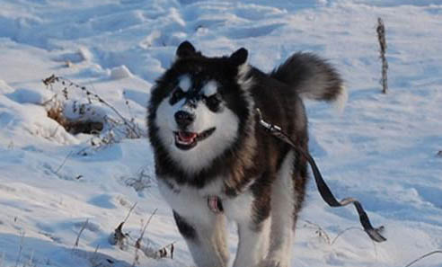 狗狗犬瘟初期症状