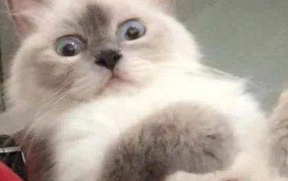 猫咪拉稀便便里还有血是什么原因引起的