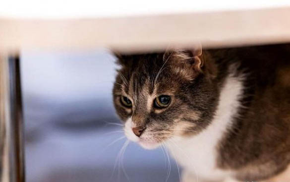 猫为什么怕铝箔纸?如何处理以及注意事项是什么?