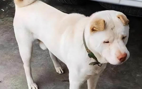 狗狗呕吐吃什么药最好
