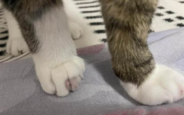 猫咪从来不出门怎么会得猫瘟病