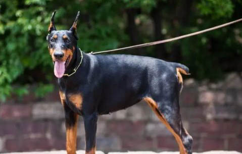 杜宾犬价格是多少一只