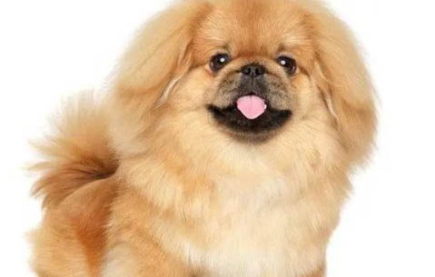 京巴犬狗的身上臭如何办?
