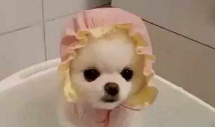 博美感冒有什么症状