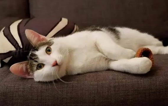 一般出生的小猫要多久才可以送人