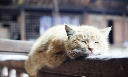 请问把猫咪关在卧室外会怎样?