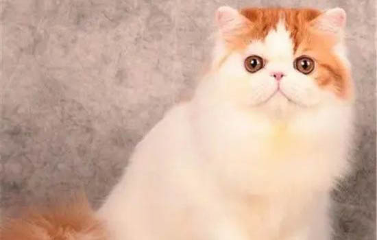 波斯猫连续打喷嚏怎么回事