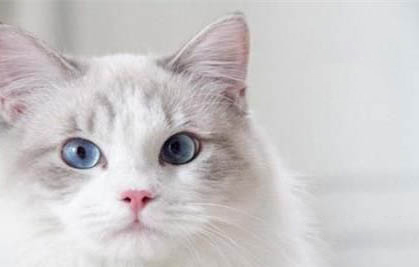 猫咪喜欢踩奶的原因