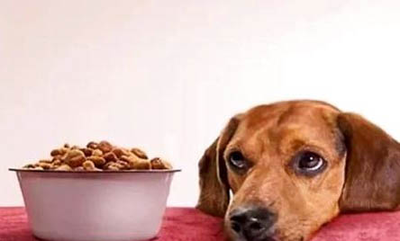 狗不吃饭呕吐没精神是什么原因？