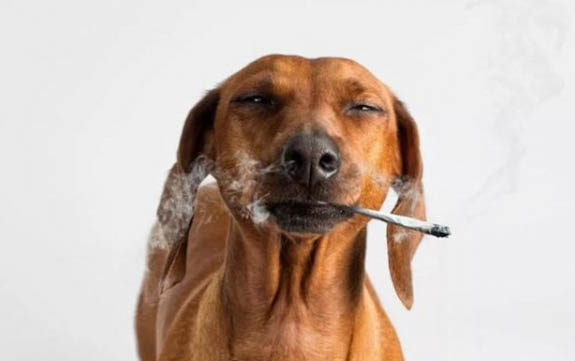 有狗证和没狗证的区别