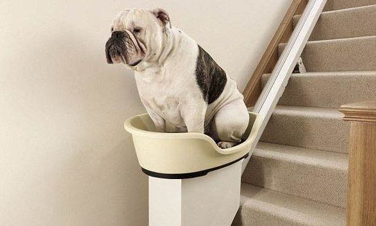 想知道狗狗怀孕最明显的征兆