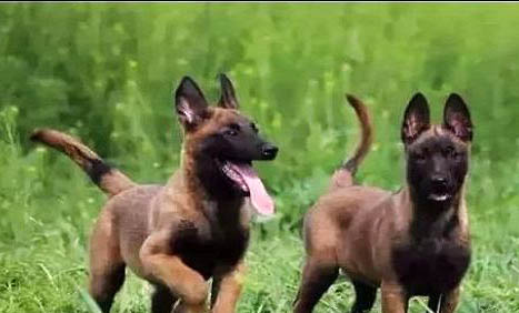 马犬的寿命有多久