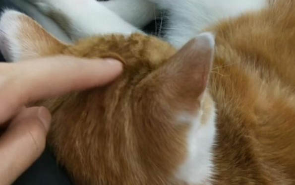小猫能吃火腿肠么