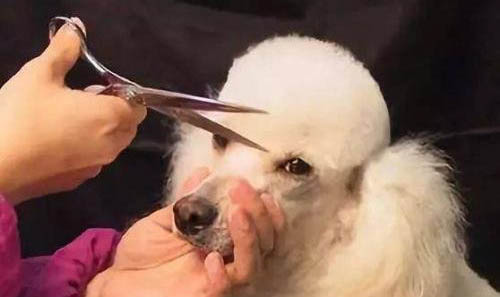 狗狗一直打喷嚏怎么回事呀