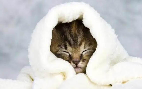小奶猫猫藓可以自愈吗