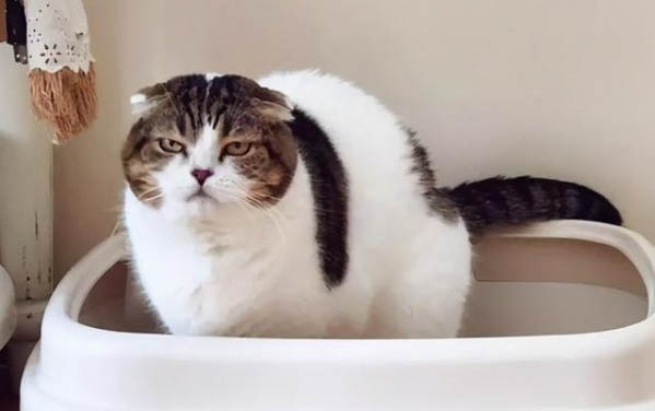 两个月的小猫尿血怎么回事啊