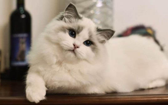 布偶猫为什么不爱叫