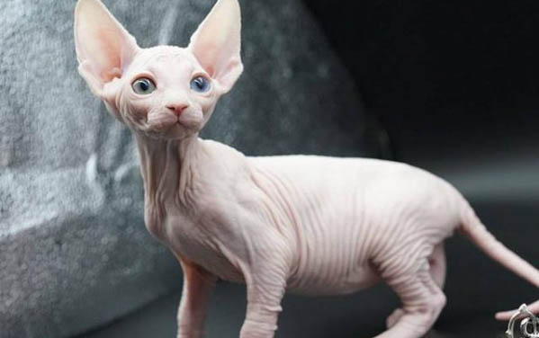 猫咪在床上拉尿应该怎么教育