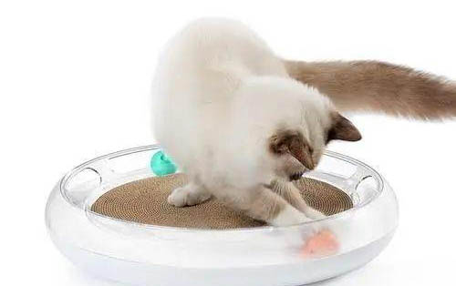 怎么教小猫咪用猫砂盆