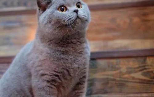 猫咪死了埋着好还是不埋好