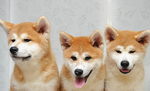秋田犬认主人需要多久?