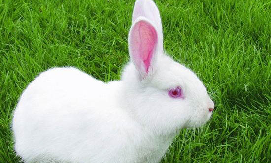 家养兔子一般能养多久？