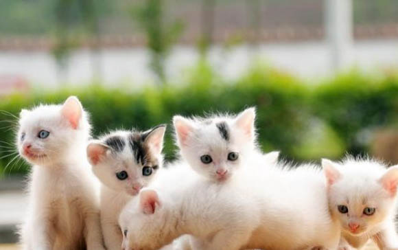 小猫母鸡蹲着睡觉,会不会生病了?