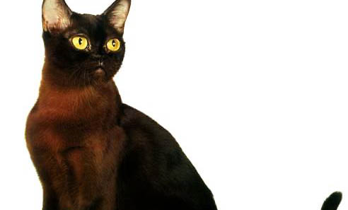 欧洲缅甸猫呕吐拉肚子的原因及处理方法