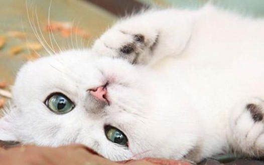 猫咪嘴部毛毛发黄的原因