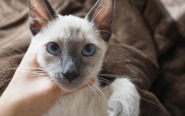 猫一般睡多久