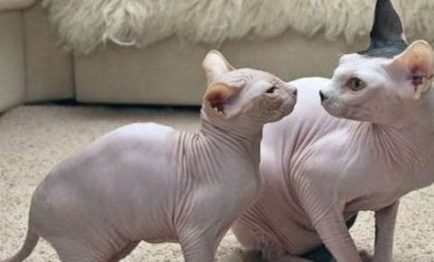猫低血糖输液多久能缓过来