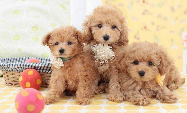 贵宾犬和雪纳瑞哪个好养