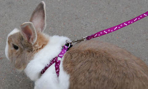 兔子为什么越养越凶？